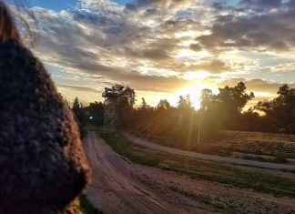 Volunteering: Engagement and Introspection