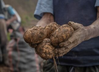 Cypriot Red Potatoes: a tasty fun fact!