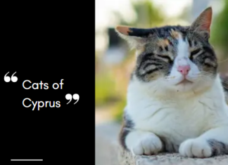 Cats of Cyprus